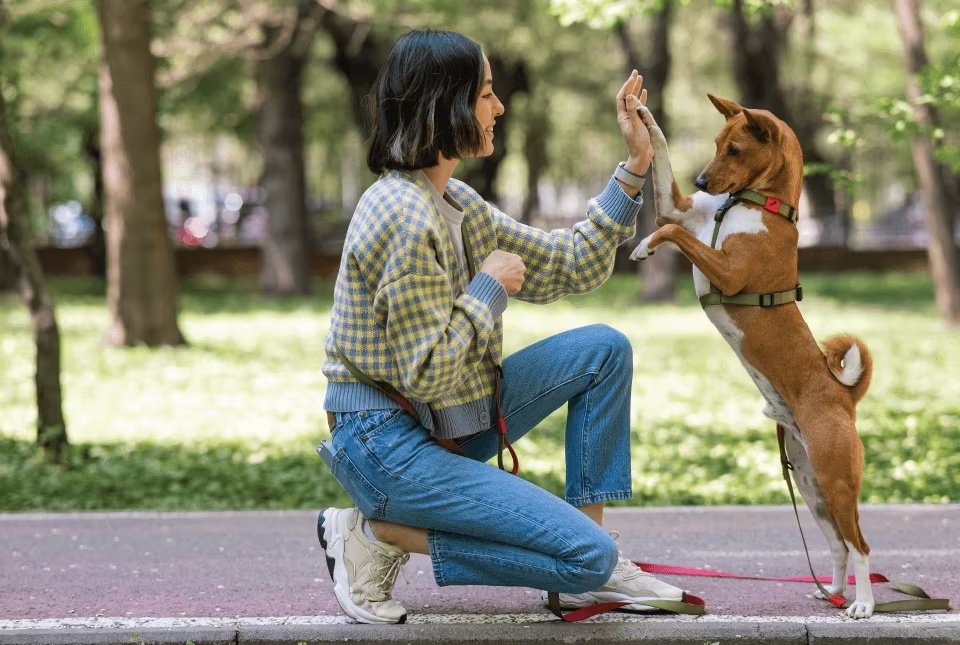 Pet park